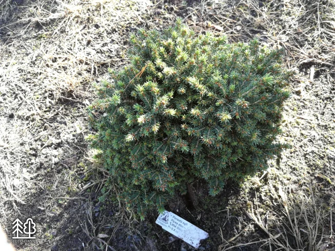 Picea abies   'Little Gem'
